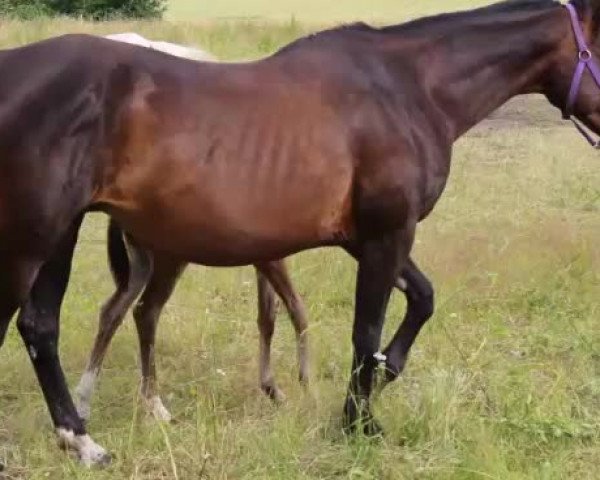 Video of Isaya