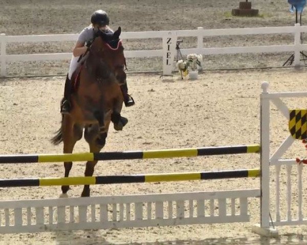 jumper Paradiesvogel 4 (German Sport Horse, 2003, from Landzauber)