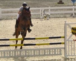 jumper Paradiesvogel 4 (German Sport Horse, 2003, from Landzauber)