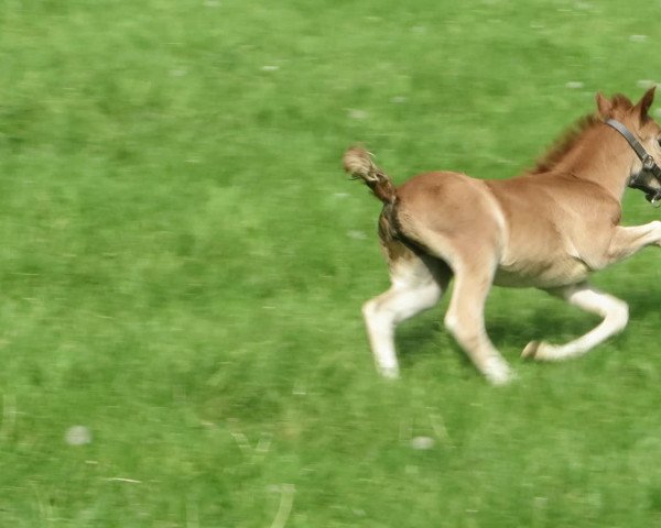 Video von Coffee´s Tico