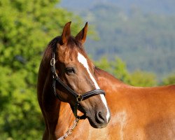 Pferd Decard (Schweizer Warmblut, von De l'Espoir)