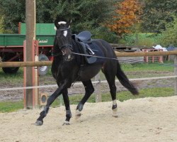 horse Gioretto (Hanoverian, 2010, from Glueckspilz)