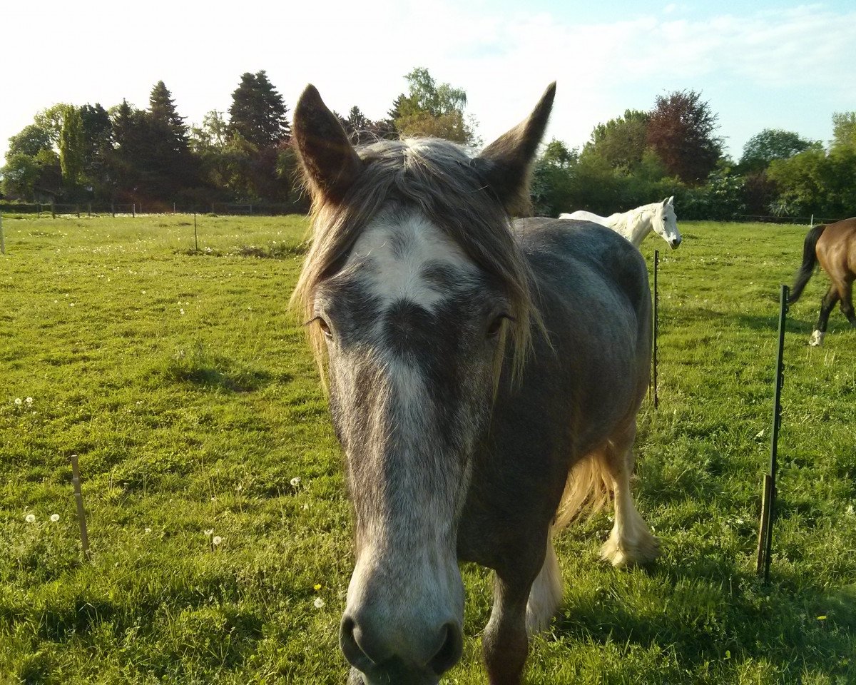 broodmare Brandt's Saphira (Shire, 2011, from Brandt's Sheitan)