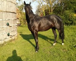 broodmare Curly Sue S (Mecklenburg, 2011, from Count Up)