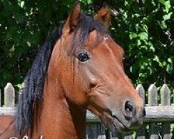 dressage horse Hennessy (German Riding Pony, 2011, from Halifax)