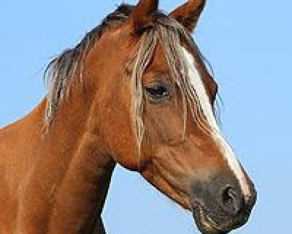 Zuchtstute Pennsylvania (Welsh Pony (Sek.B), 2003, von Galileo)