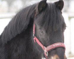 dressage horse Proud Speedy (Kleines Deutsches Pony, 2000, from Hele Landego)