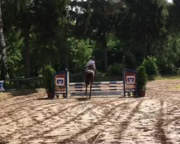 Video of Alvarino's Boy