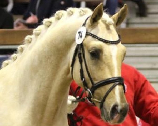 stallion Darubi Gold (German Riding Pony, 2011, from FS Don't Worry)