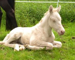 Zuchtstute Paulina S (Deutsches Reitpony, 2012, von Don Dolino)