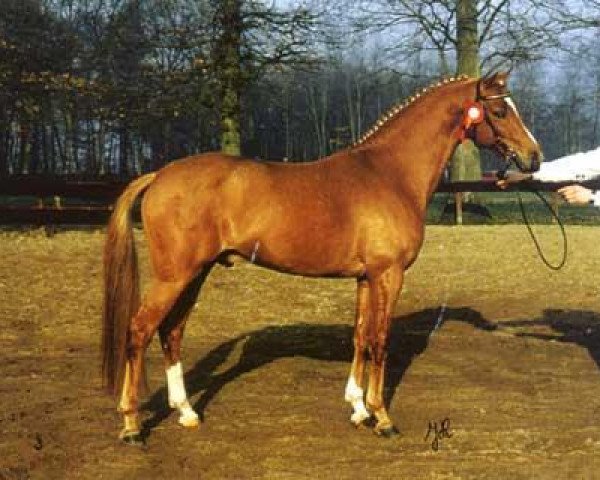 stallion Verona's Bo-Gi (Nederlands Welsh Ridepony, 1993, from Vita Nova's Celesto)