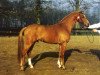 stallion Verona's Bo-Gi (Nederlands Welsh Ridepony, 1993, from Vita Nova's Celesto)