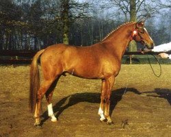 stallion Verona's Bo-Gi (Nederlands Welsh Ridepony, 1993, from Vita Nova's Celesto)