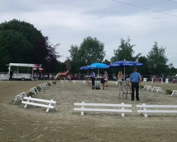 Video of Aukoppels Vinnebo