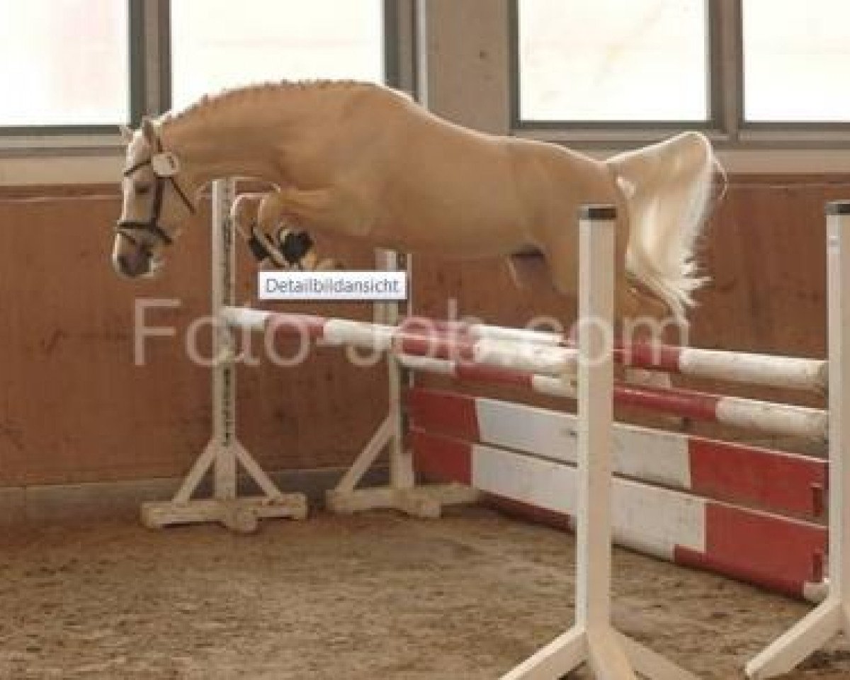 stallion High Flow's Oxford (Nederlands Welsh Ridepony, 2007, from Bodo)