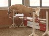 stallion High Flow's Oxford (Nederlands Welsh Ridepony, 2007, from Bodo)