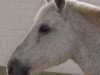 broodmare Carola (German Riding Pony, 1984, from Croupier)