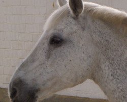 broodmare Carola (German Riding Pony, 1984, from Croupier)