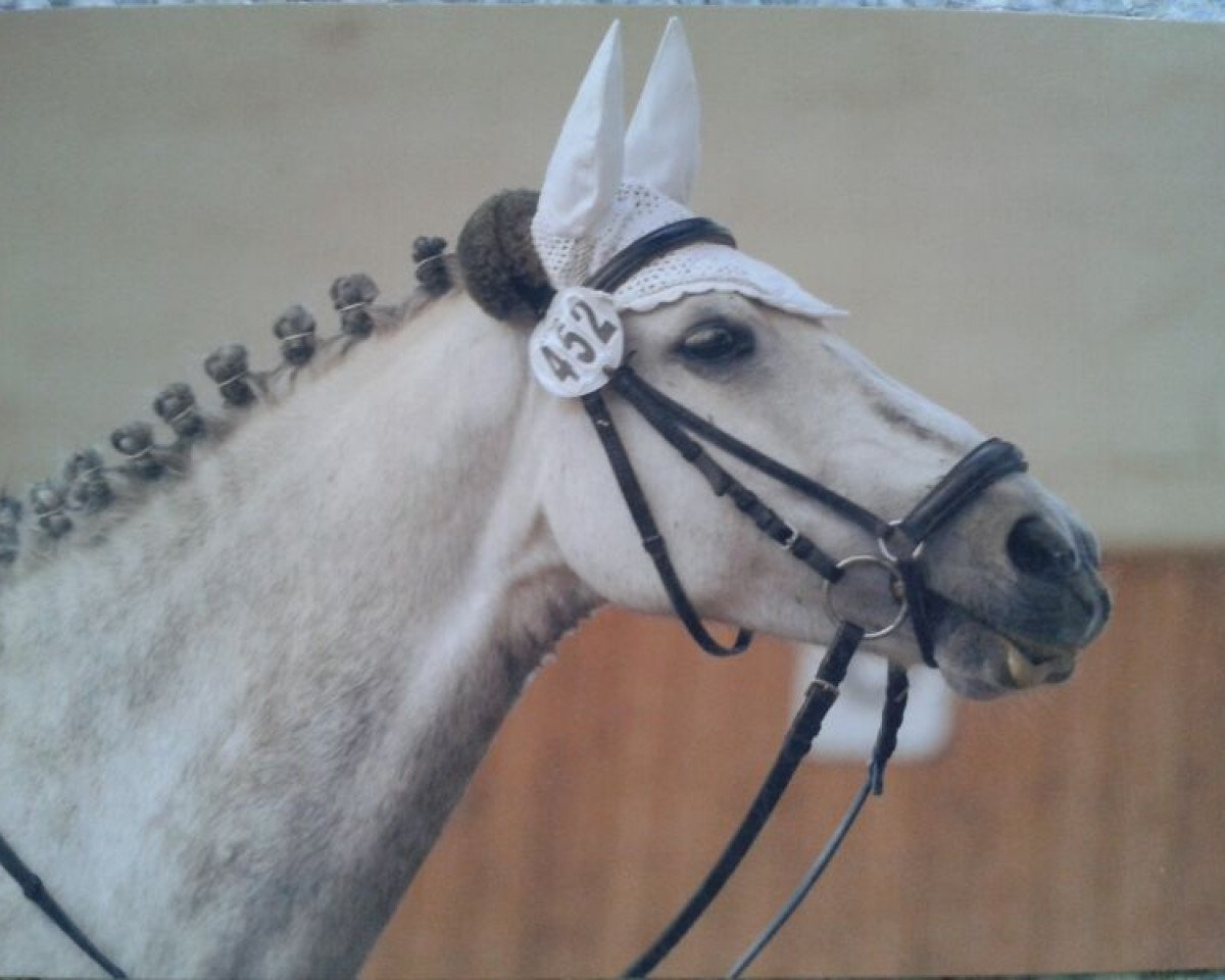 dressage horse Tjugba C (German Riding Pony, 2003, from Timberland)