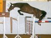 broodmare Laquinta 2 (Oldenburg show jumper,  , from Quintender 2)