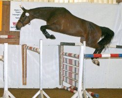 broodmare Laquinta 2 (Oldenburg show jumper,  , from Quintender 2)