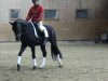 dressage horse Dag von Delling (Württemberger, 2010, from Detroit)