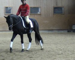 dressage horse Dag von Delling (Württemberger, 2010, from Detroit)