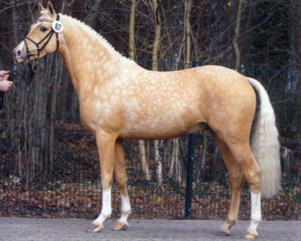 stallion Top Carlos Cassini (German Riding Pony, 2007, from Classic Dancer I)