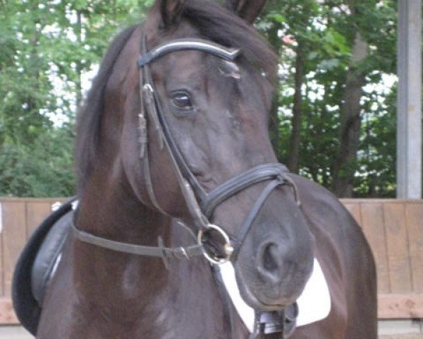 broodmare Duchesse (Rhinelander, 1999, from Del Vento)