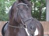 broodmare Duchesse (Rhinelander, 1999, from Del Vento)