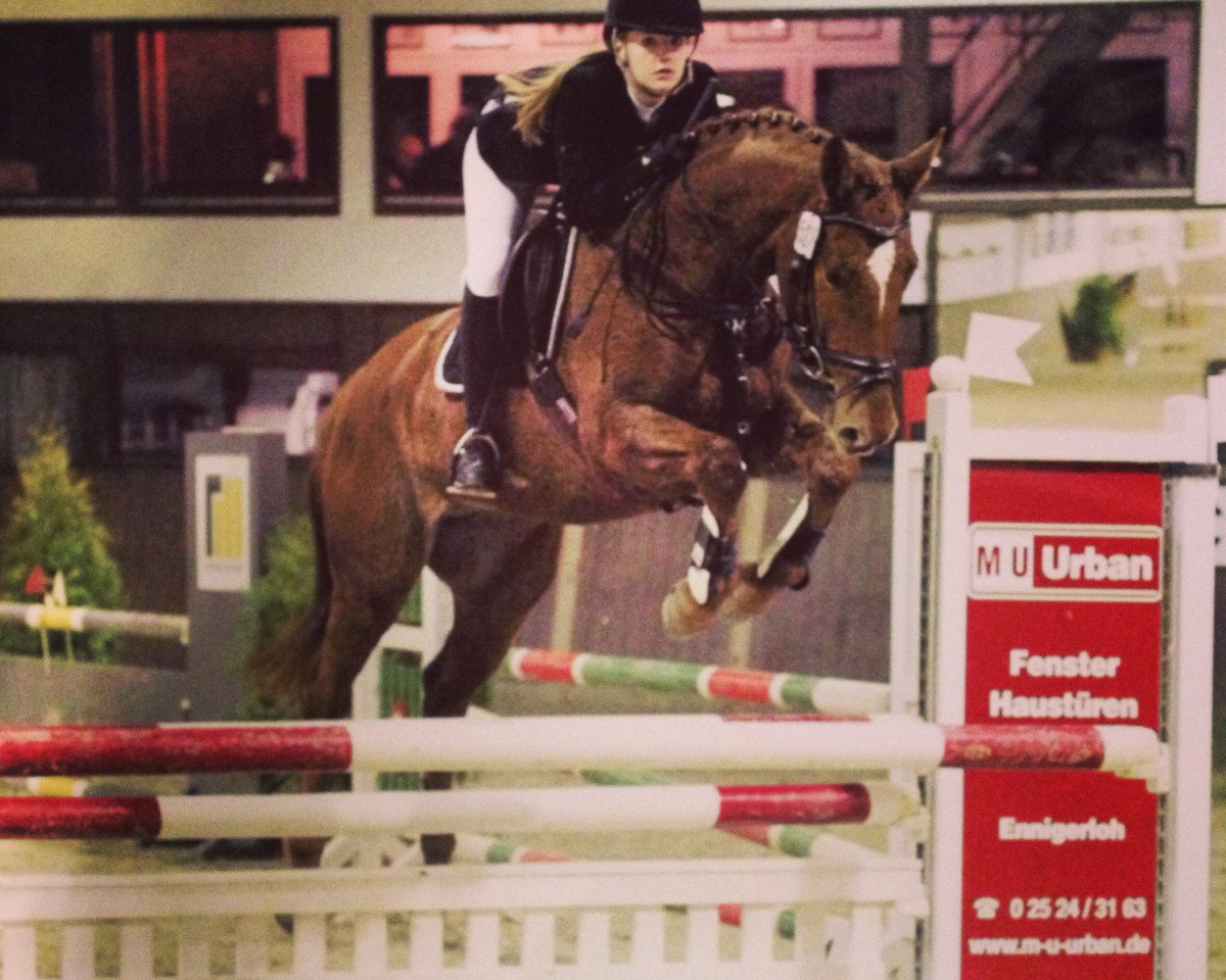 Springpferd Sir Charly 7 (Westfale, 2006, von Contini)