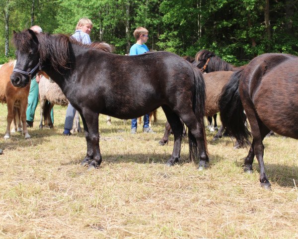 broodmare Stute von Silbermoon / Rex (Dt.Part-bred Shetland pony, 2010, from Silbermoon)