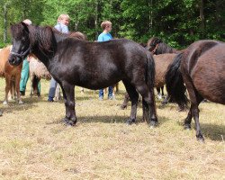 Zuchtstute Stute von Silbermoon / Rex (Dt.Part-bred Shetland Pony, 2010, von Silbermoon)