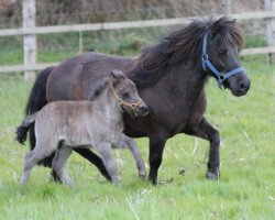 Pferd Caluna Sverre (Dt.Part-bred Shetland Pony, 2013, von Silbermoon)