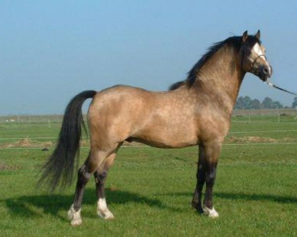 stallion Wolling's Dante (Welsh-Pony (Section B), 2002, from Den Bramel's Rio)