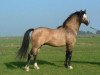 stallion Wolling's Dante (Welsh-Pony (Section B), 2002, from Den Bramel's Rio)