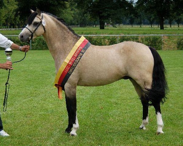 stallion Spring Star's Spirit (Welsh-Pony (Section B), 2005, from Wolling's Dante)