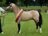 Deckhengst Spring Star's Spirit (Welsh Pony (Sek.B), 2005, von Wolling's Dante)