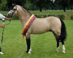 Deckhengst Spring Star's Spirit (Welsh Pony (Sek.B), 2005, von Wolling's Dante)