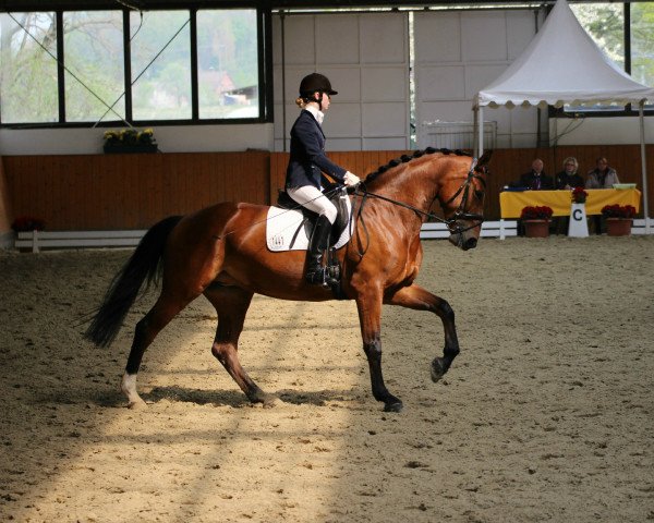 dressage horse D'Argentina 3 (Rhinelander, 2008, from Donaugold 2)
