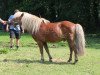 Deckhengst Silbermoon (Dt.Part-bred Shetland Pony, 2000, von St. Moritz)