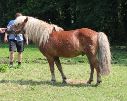 Deckhengst Silbermoon (Dt.Part-bred Shetland Pony, 2000, von St. Moritz)