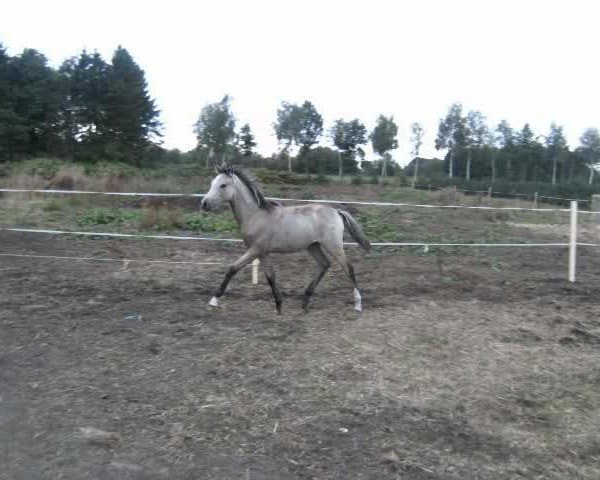 broodmare Be my Crazy Girl (German Riding Pony, 2009, from Spring Star's Spirit)