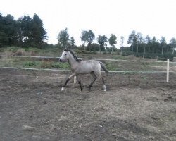 Zuchtstute Be my Crazy Girl (Deutsches Reitpony, 2009, von Spring Star's Spirit)