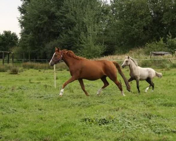 broodmare Beyonce (German Riding Pony, 1997, from Going East)