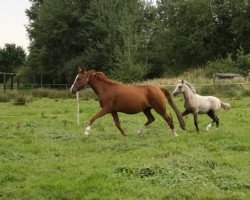 Zuchtstute Beyonce (Deutsches Reitpony, 1997, von Going East)