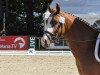 dressage horse Palinkas Red (German Riding Pony, 2007, from Pilgrim’s Red)