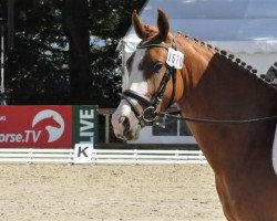 dressage horse Palinkas Red (German Riding Pony, 2007, from Pilgrim’s Red)