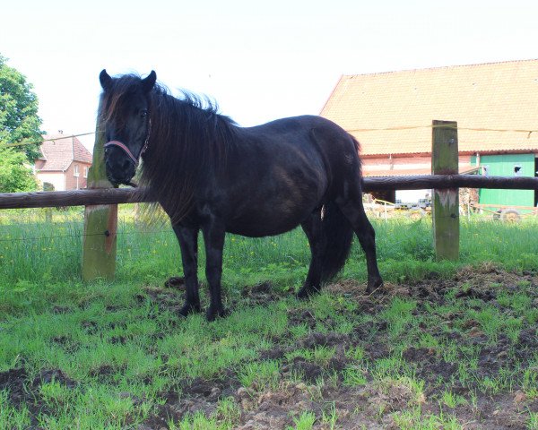 broodmare Alice (Shetland Pony, 1994, from Rex)