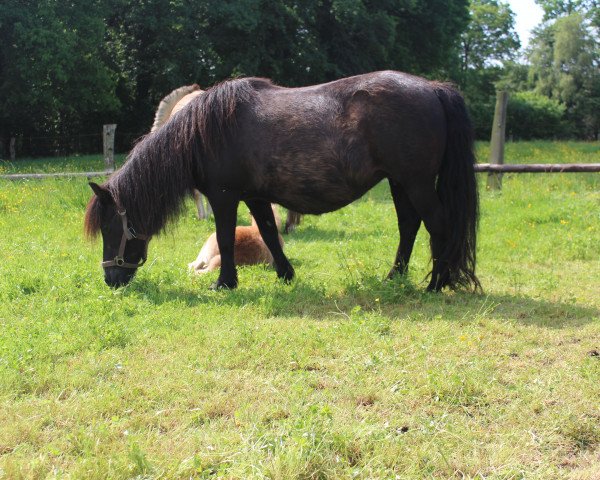 Zuchtstute Anne (Dt.Part-bred Shetland Pony, 1991, von Stelart of Transy)
